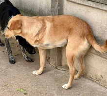 BLONDY, Hund, Mischlingshund in Rumänien - Bild 4