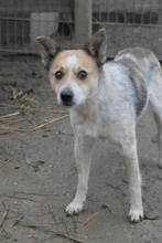 CONNY, Hund, Mischlingshund in Essen - Bild 4