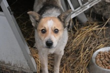 CONNY, Hund, Mischlingshund in Essen - Bild 5