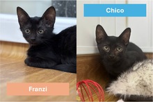 CHICO, Katze, Europäisch Kurzhaar in Groß Wittensee