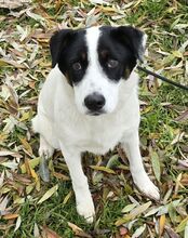 DUDLEY, Hund, Terrier-Mix in Ungarn - Bild 2