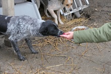 TARJA, Hund, Mischlingshund in Rumänien - Bild 3