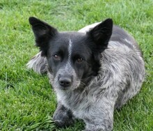 TARJA, Hund, Mischlingshund in Rumänien - Bild 5