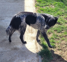 TARJA, Hund, Mischlingshund in Rumänien - Bild 6