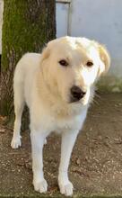 SNOWDROP, Hund, Mischlingshund in Italien - Bild 11