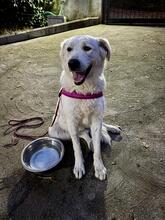SNOWDROP, Hund, Mischlingshund in Italien - Bild 12