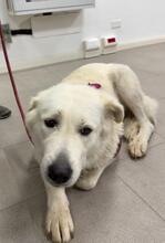 SNOWDROP, Hund, Mischlingshund in Italien - Bild 13