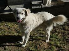 SNOWDROP, Hund, Mischlingshund in Italien - Bild 14