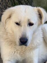 SNOWDROP, Hund, Mischlingshund in Italien - Bild 15