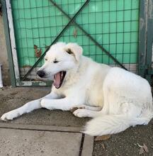 SNOWDROP, Hund, Mischlingshund in Italien - Bild 16