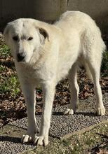 SNOWDROP, Hund, Mischlingshund in Italien - Bild 17