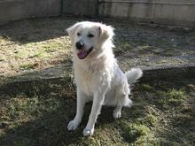 SNOWDROP, Hund, Mischlingshund in Italien - Bild 18