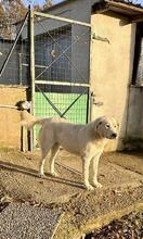 SNOWDROP, Hund, Mischlingshund in Italien - Bild 20
