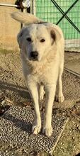 SNOWDROP, Hund, Mischlingshund in Italien - Bild 21
