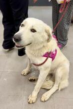 SNOWDROP, Hund, Mischlingshund in Italien - Bild 22