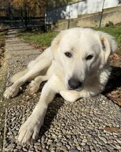 SNOWDROP, Hund, Mischlingshund in Italien - Bild 7