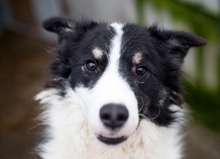 GIABO, Hund, Border Collie in Elmshorn