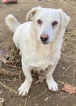 LIGHTY, Hund, Mischlingshund in Griechenland - Bild 10