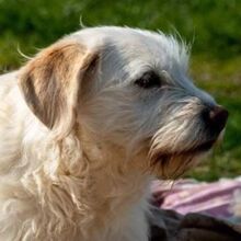 IRMA, Hund, Mischlingshund in Griechenland