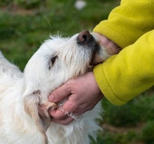 IRMA, Hund, Mischlingshund in Griechenland - Bild 3