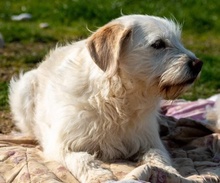 IRMA, Hund, Mischlingshund in Griechenland - Bild 4