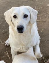 SNOWMAN, Hund, Mischlingshund in Griechenland - Bild 10