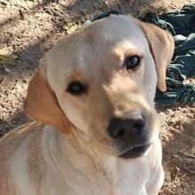 MATT, Hund, Mischlingshund in Griechenland