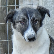 RANJA, Hund, Mischlingshund in Griechenland