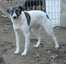 RANJA, Hund, Mischlingshund in Griechenland - Bild 2