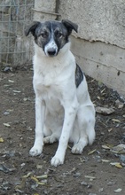 RANJA, Hund, Mischlingshund in Griechenland - Bild 3