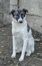 RANJA, Hund, Mischlingshund in Griechenland - Bild 4