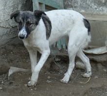 RANJA, Hund, Mischlingshund in Griechenland - Bild 7