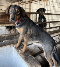 ZONA, Hund, Mischlingshund in Griechenland - Bild 10