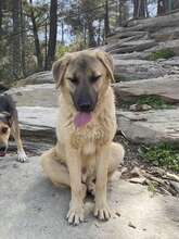 BAILY, Hund, Mischlingshund in Türkei - Bild 1
