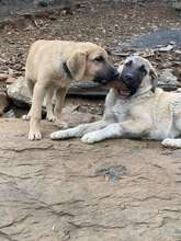 BAILY, Hund, Mischlingshund in Türkei - Bild 10