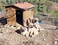 BAILY, Hund, Mischlingshund in Türkei - Bild 11