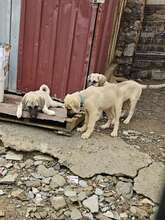 BAILY, Hund, Mischlingshund in Türkei - Bild 12