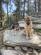 BAILY, Hund, Mischlingshund in Türkei - Bild 13