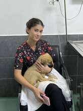 BAILY, Hund, Mischlingshund in Türkei - Bild 14