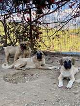 BAILY, Hund, Mischlingshund in Türkei - Bild 15