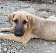 BAILY, Hund, Mischlingshund in Türkei - Bild 16