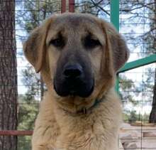 BAILY, Hund, Mischlingshund in Türkei - Bild 17