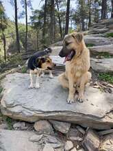 BAILY, Hund, Mischlingshund in Türkei - Bild 3