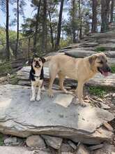 BAILY, Hund, Mischlingshund in Türkei - Bild 5