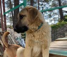 BAILY, Hund, Mischlingshund in Türkei - Bild 6