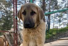 BAILY, Hund, Mischlingshund in Türkei - Bild 7