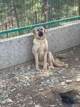 BAILY, Hund, Mischlingshund in Türkei - Bild 8