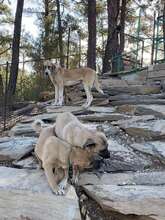BAILY, Hund, Mischlingshund in Türkei - Bild 9