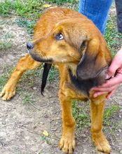 LENI, Hund, Mischlingshund in Rumänien - Bild 2