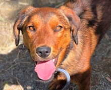 LENI, Hund, Mischlingshund in Gefrees - Bild 1